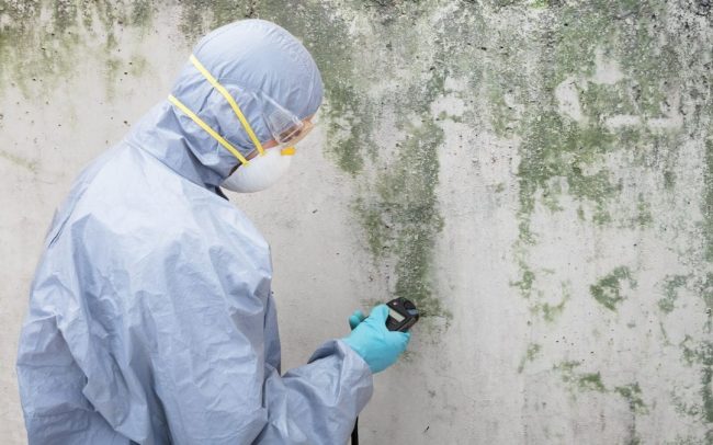 Best Mould Removal Companies